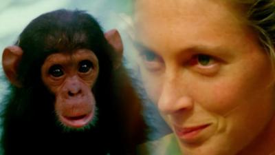 Splitscreen of Jane Goodall and a baby chimpanzee