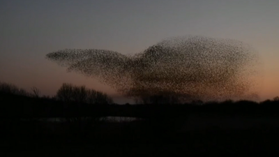 The murmuration