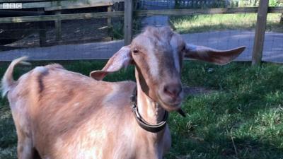 Goat predicting a football match result