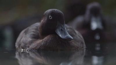 Pochard