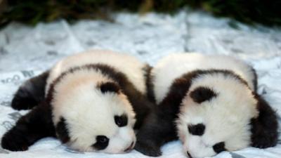 Panda twins