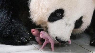 Mother panda Ai Bao with her newborn twins