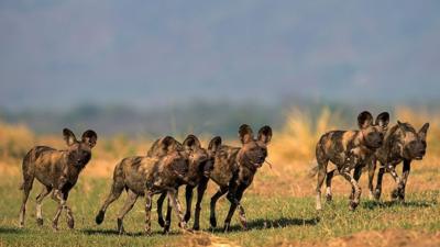 African wild dogs