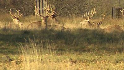 Deer in Richmond Park