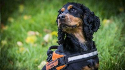 Rocky the spaniel who is sniffing out newts on the route of a bypass north of Norwich