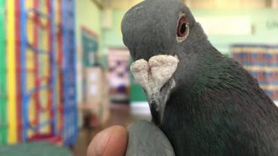 Percy the pigeon