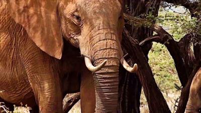 An elephant in Kenya