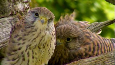 Kestrels at Wild Ken Hill