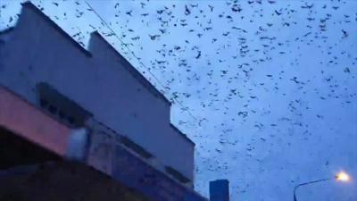 Bats in INgham