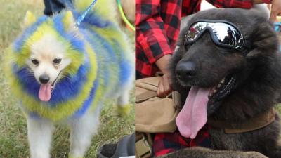 A split scree of two dogs at the Lagos Dog Carnival