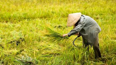 Man harvests rice in the Mekong Delta