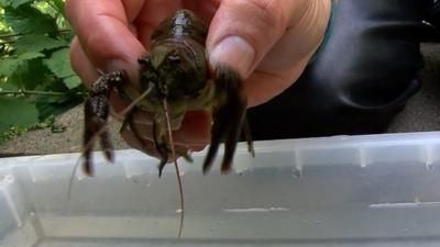 White-clawed crayfish