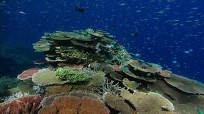 Fish and coral of the Great Barrier Reef