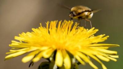 Bee fly