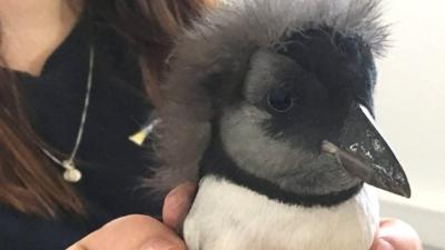 Puffling