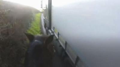 Horse near lorry