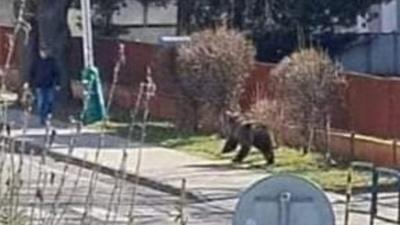 A bear running down the road