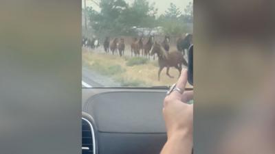 Someone filming as wild horses run passed car 