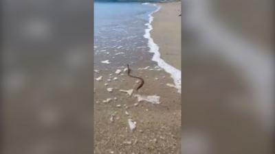 A snake in the sea on a beach