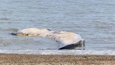 Dead whale at Felixstowe beach