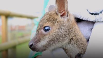 Baby wallaby