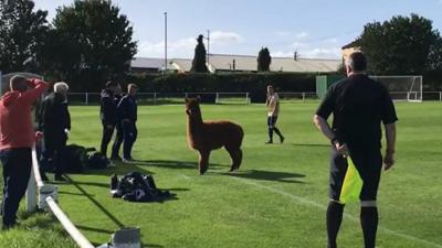 Alpaca on football pitch