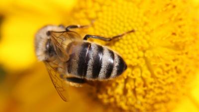 Bee on a flower.