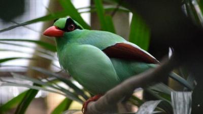 Javan green magpie (c) Chester Zoo