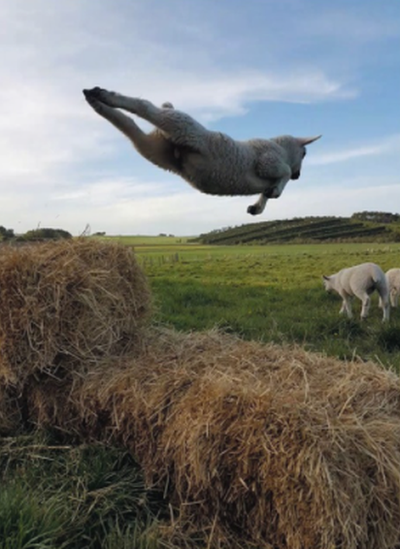 sheep flying through the air.