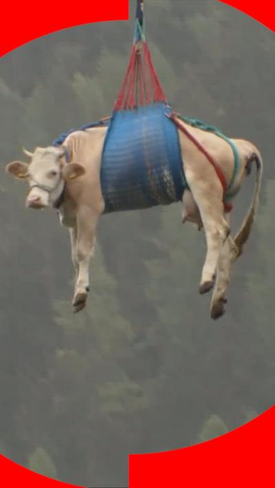 A cow hangs from a harness in the sky
