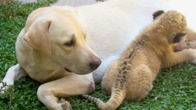 Dog with lion cub