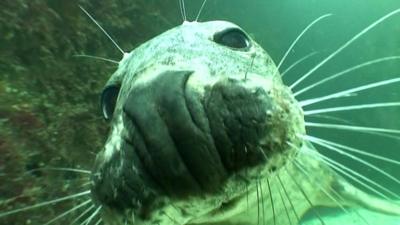 Seal underwater