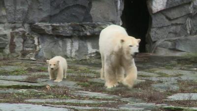 Baby polar bear seen in public for the first time at Berlin zoo, March 2019