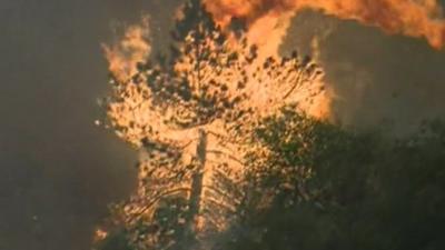 Burning tree in California