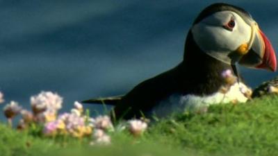 A Puffin