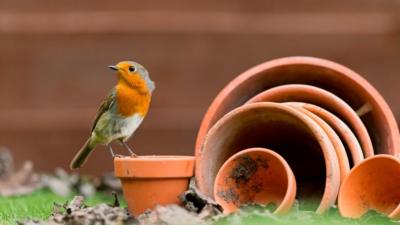 robin-in-garden.