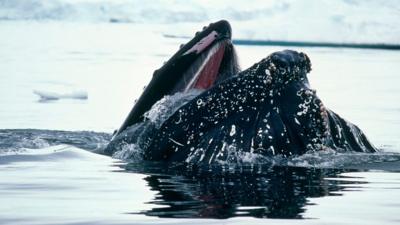 Humpback whale