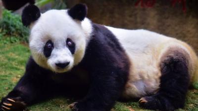 Basi, the world's oldest captive giant panda, has died in China aged 37.