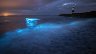 Bioluminescence at Penmon Point beach