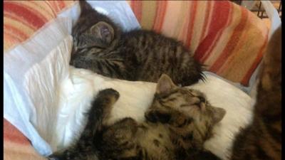 Two tabby kittens asleep