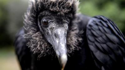 A vulture