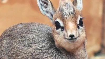 Baby dik-dik