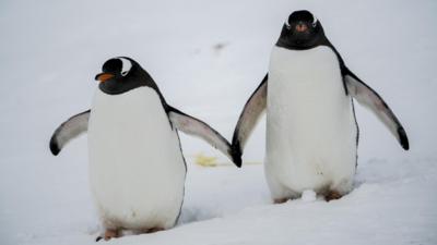 Penguins in Antarctica