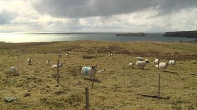 Caoraich air croit