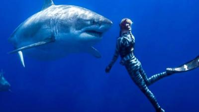 Great white shark and diver