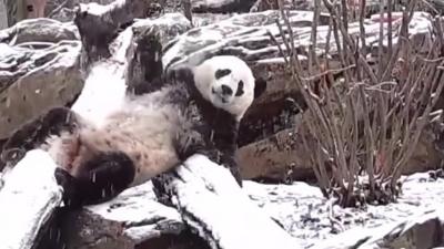 Panda in snow