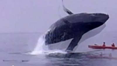 Whale breaches over kayak