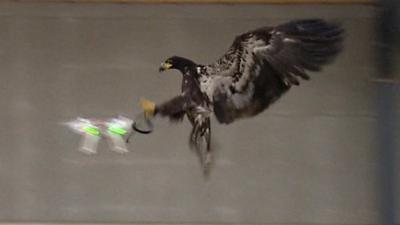 Dutch police are training eagles to grab illegal drones out of the sky.