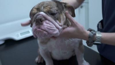 Image of a white and brown bulldog being handled by a vet.