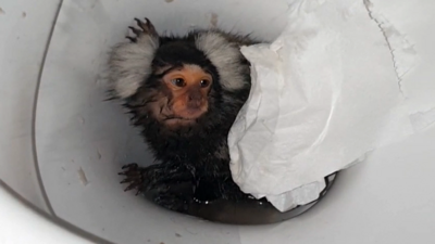 Marmoset in toilet